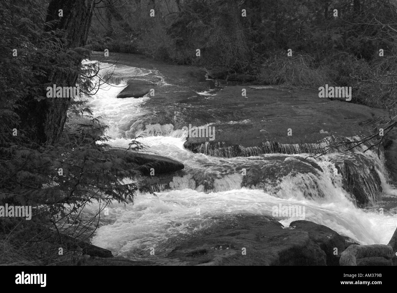Vancouver Island Bc Trees Black And White Stock Photos Images Alamy