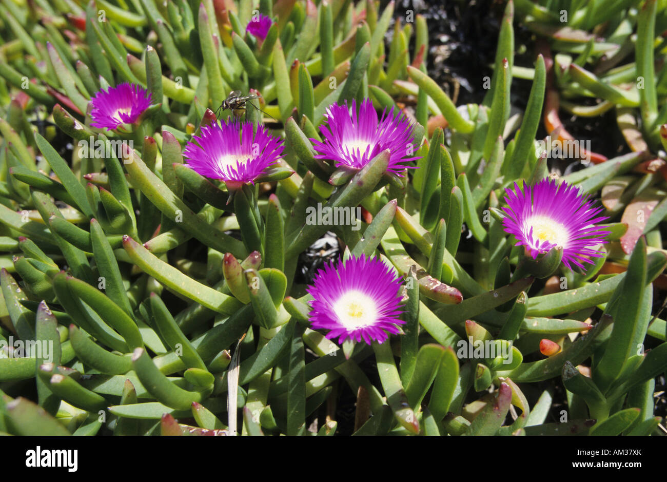 Purple flowers called Pigface Carpobrotus edulis Tasmania Stock Photo