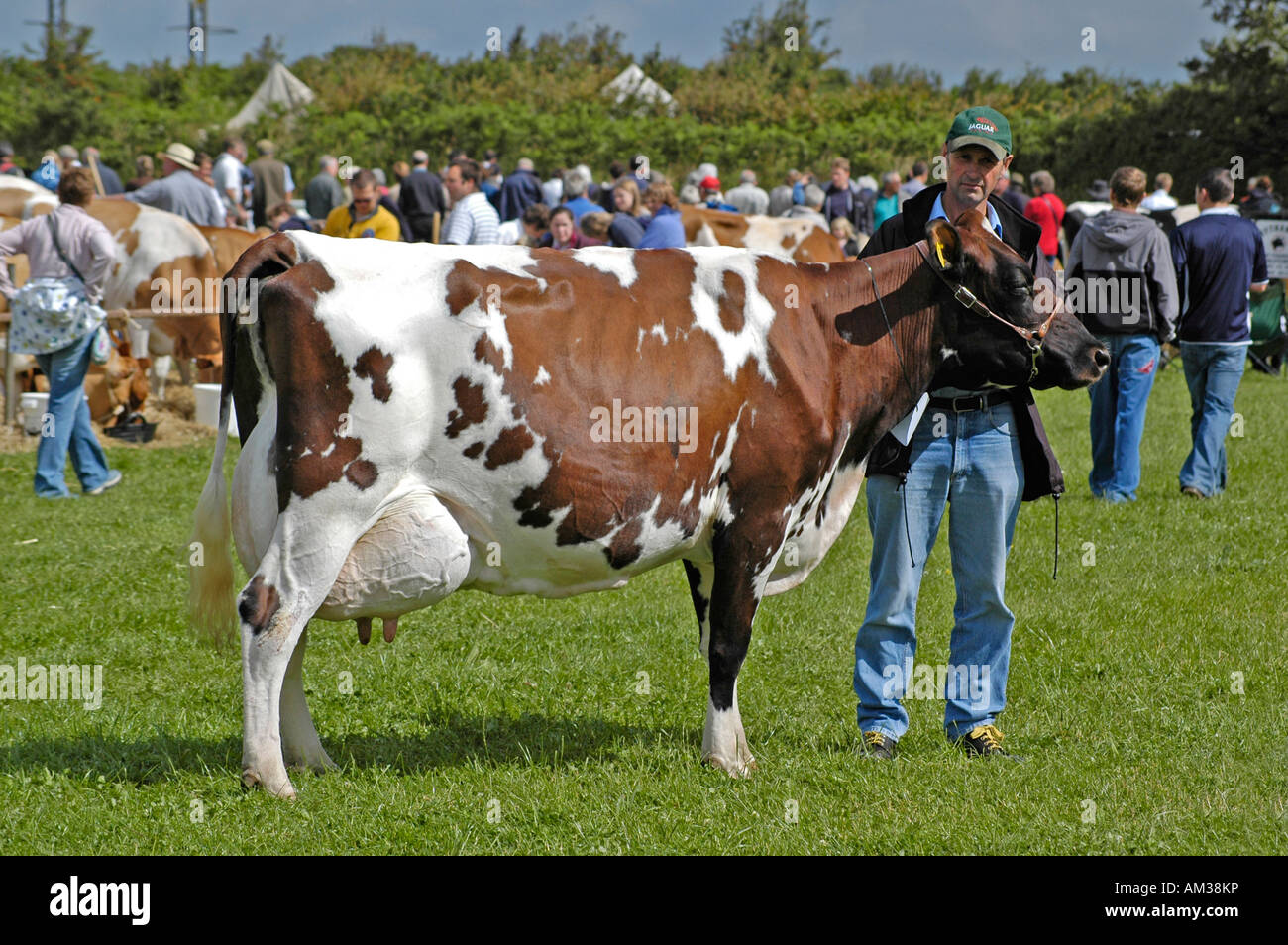 cow with farmer at an agricultural show, stithians,cornwall,england Stock Photo