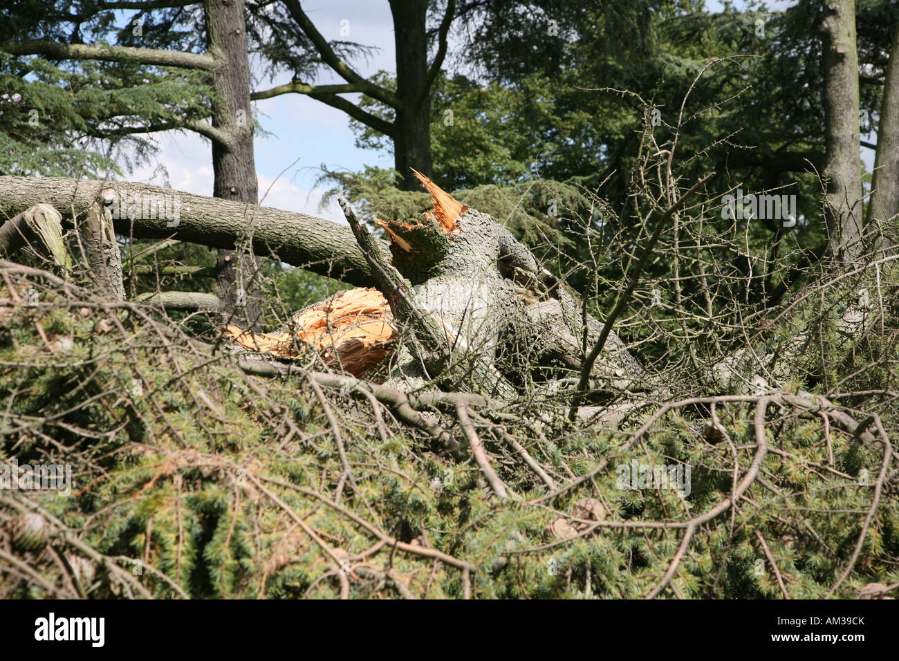 Tree Roots Exposed Blown Over Hi Res Stock Photography And Images Alamy