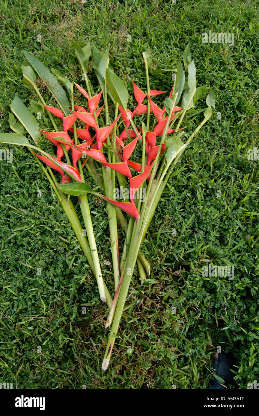 A bunch of iris. Displayed for sale in Puthenthope, Trivandrum, Kerala