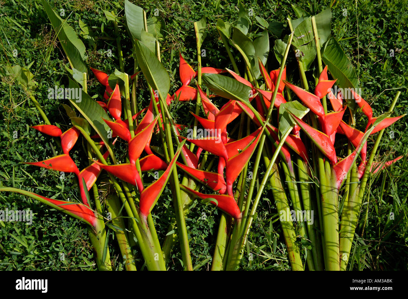 iris, bright red flowers ready for arrangement and decorations. Stock Photo