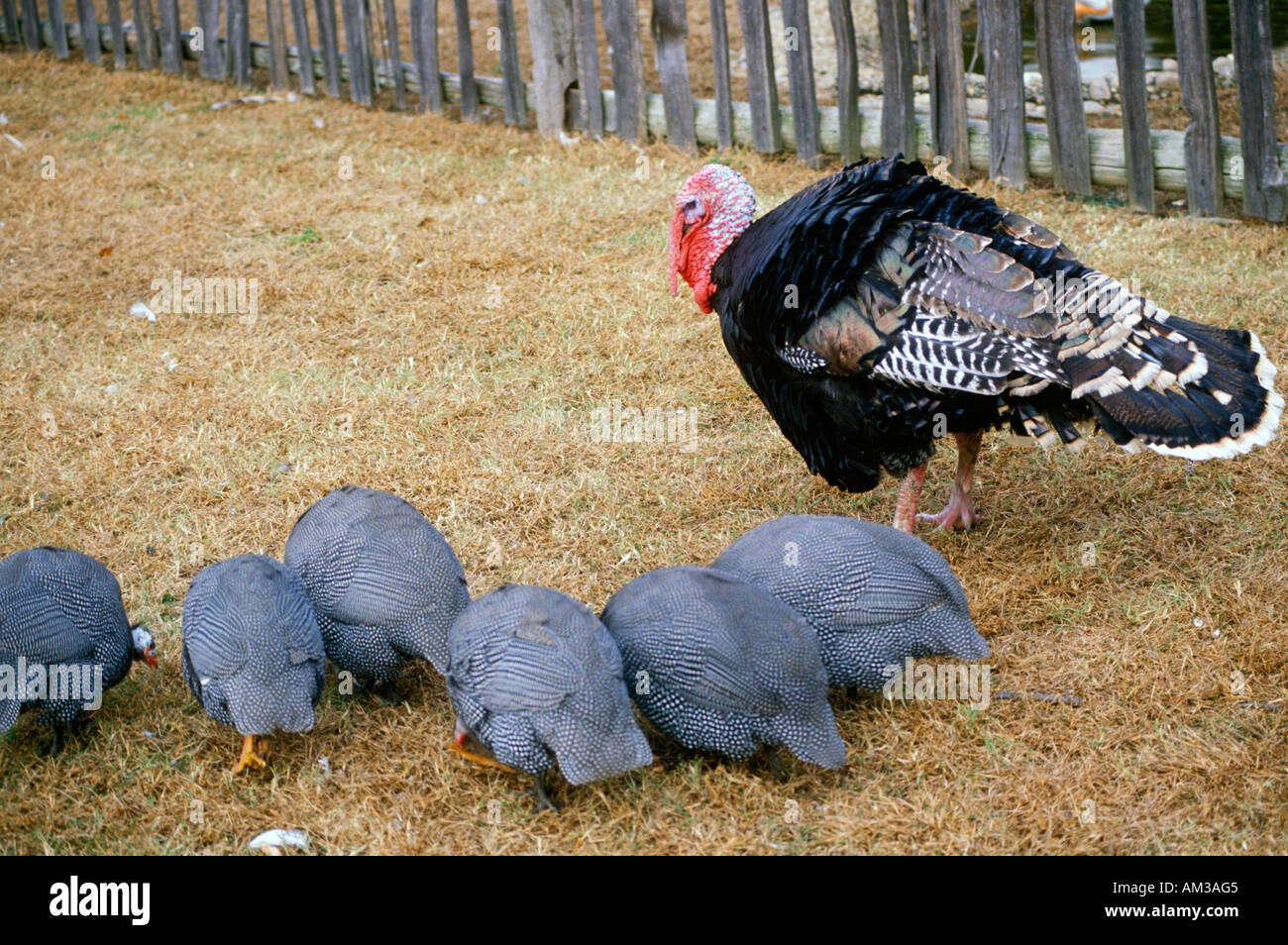 Close up of Wild Turkey Rooster and hens VA Stock Photo Alamy