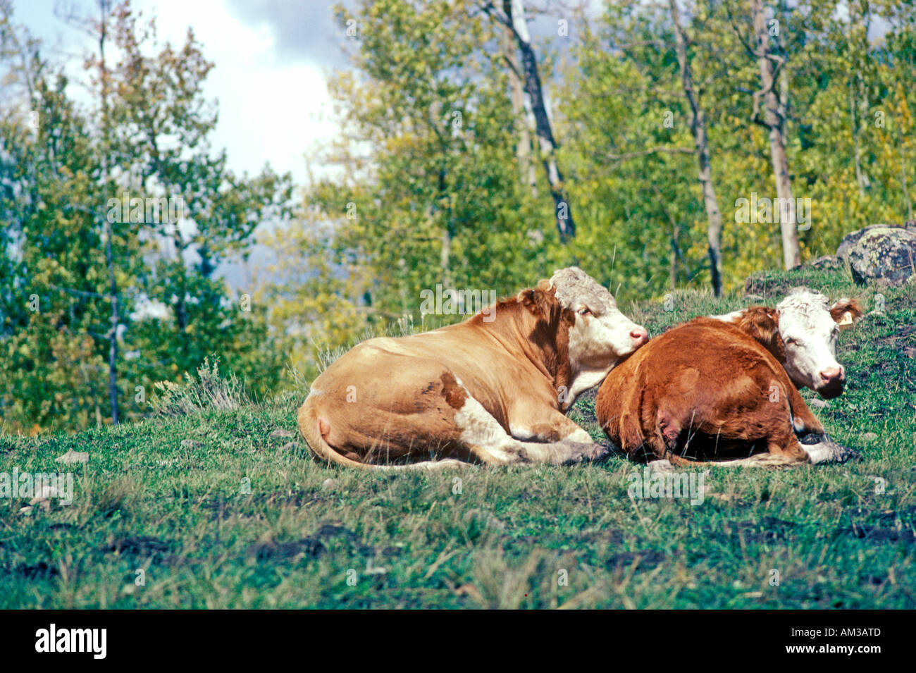 Two Catle Two cattle in field Stock Photo - Alamy