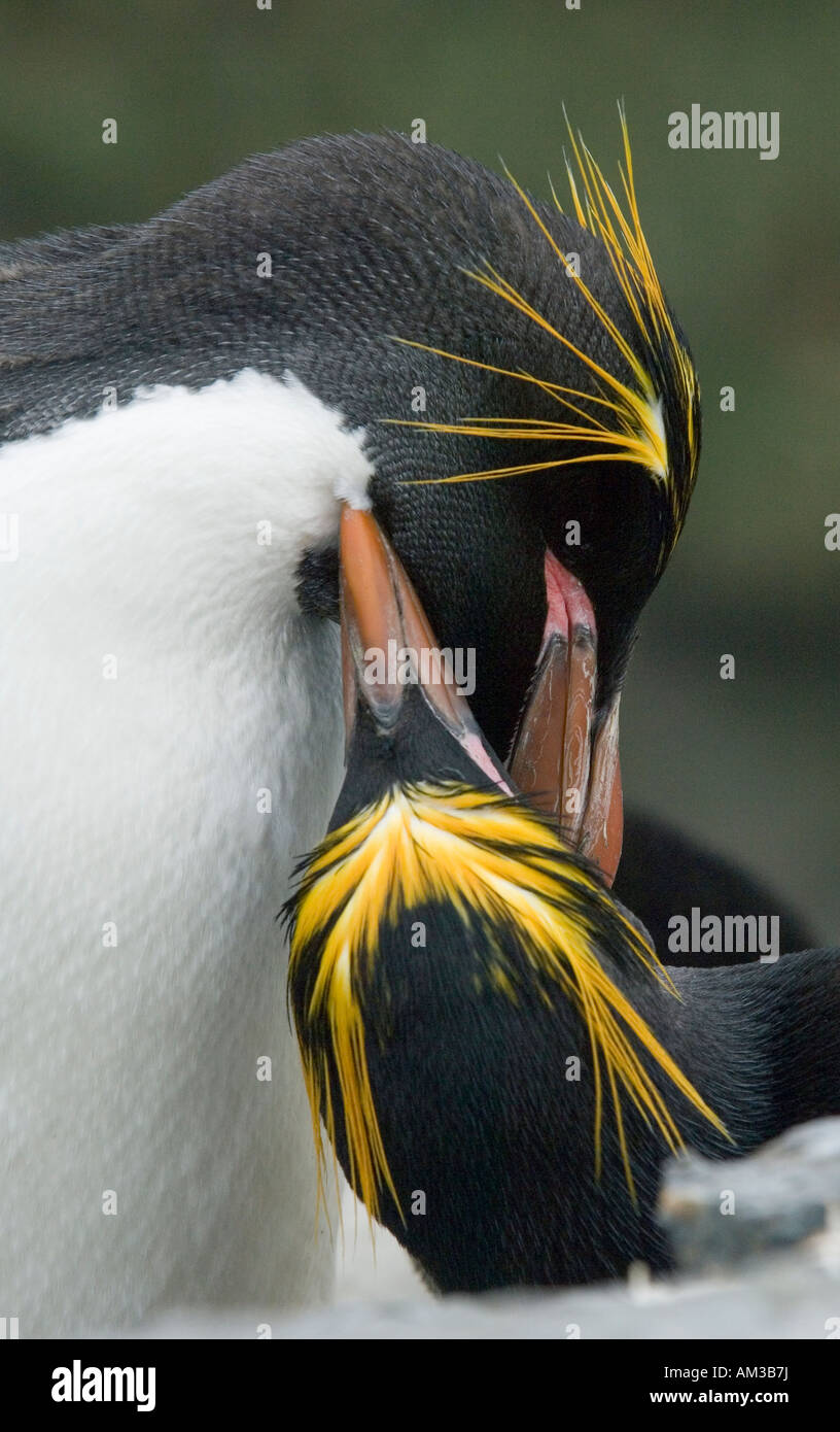 Macaroni Penguin (Eudyptes chrysolophus),pair preening, Bird Island