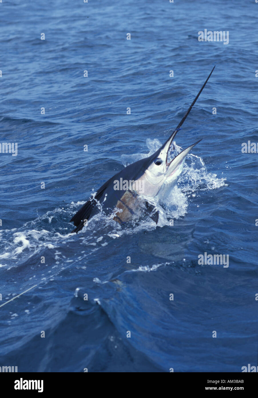 Istiophorus Platypterus Sailfish Stock Photos & Istiophorus Platypterus ...