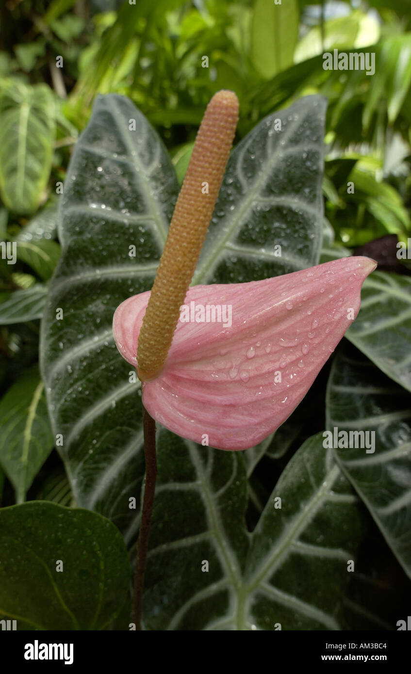 Garden exotic hi-res stock photography and images - Alamy
