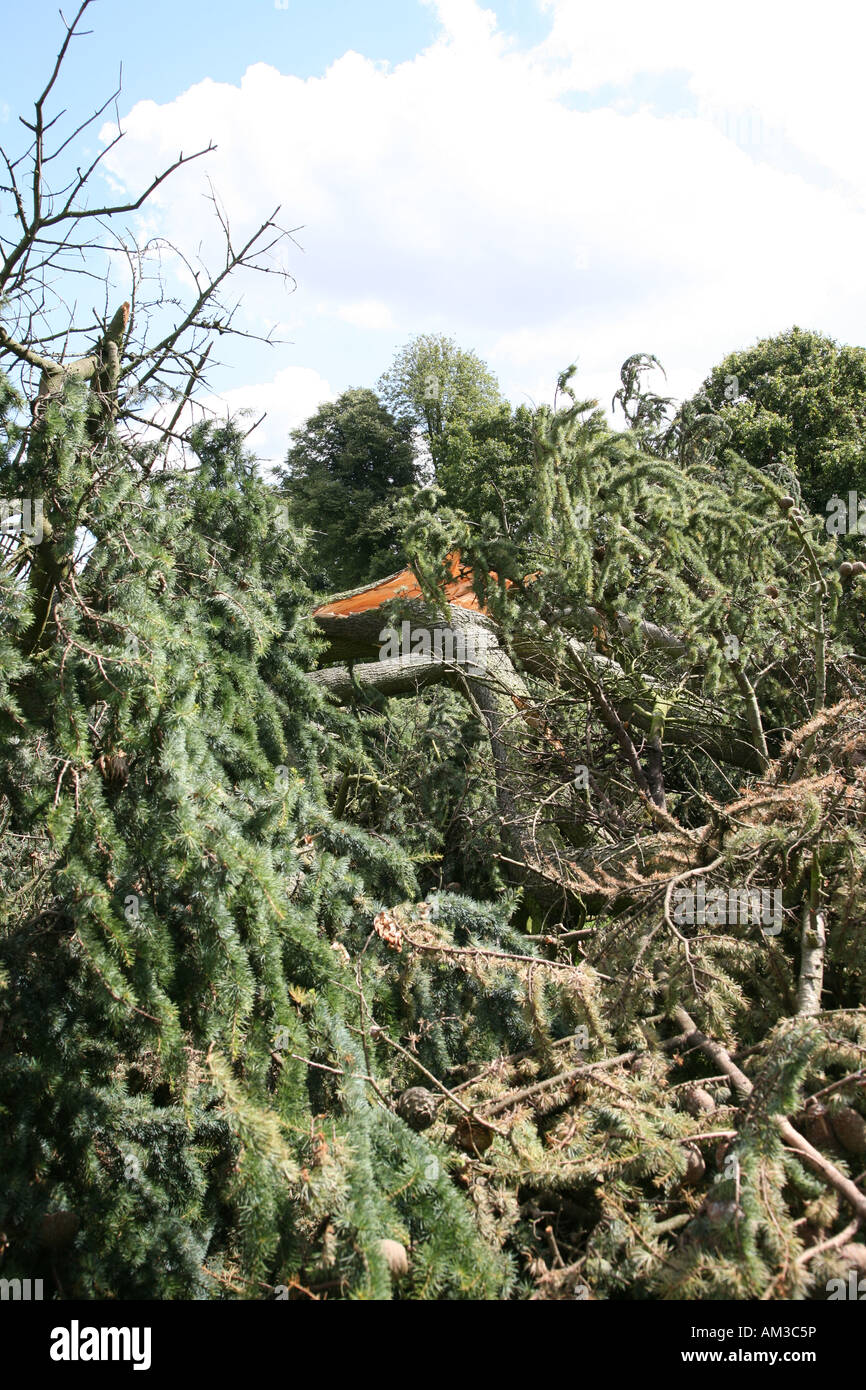 Twisted wind blown pine tree hi-res stock photography and images - Alamy