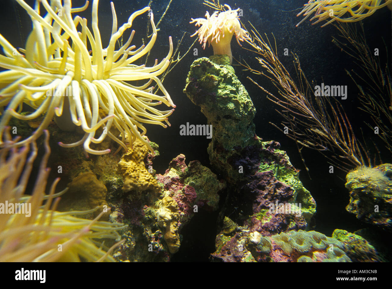 Sea Anemones at Monterey Aquarium Monterey CA Stock Photo