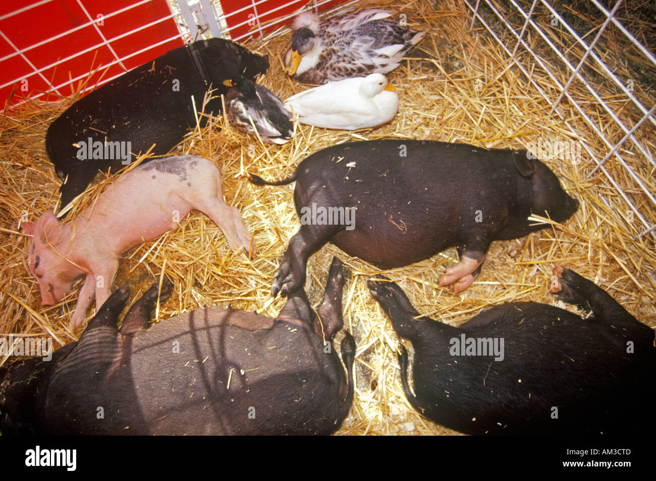Piglets asleep in hay at petting zoo Los Angeles County Fair Pomona CA Stock Photo