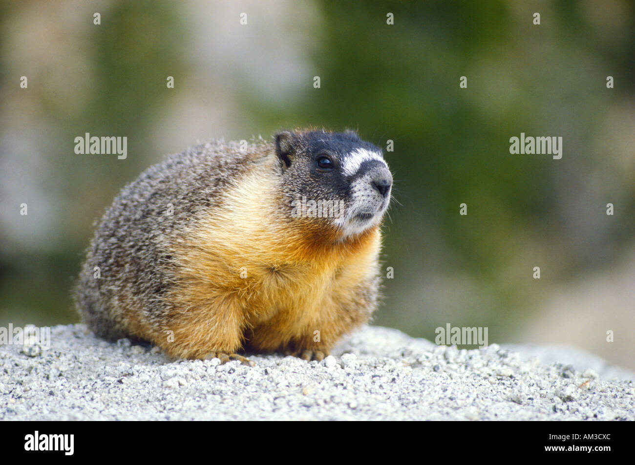 Groundhog CA Stock Photo