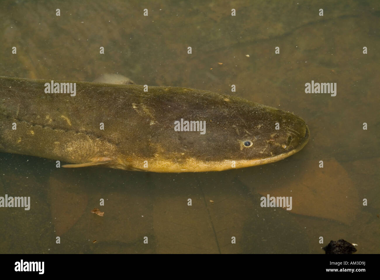 Electric eel (recently renamed Electrophorus varii) wild, RIo Yavari, Peruvian Amazon Stock Photo