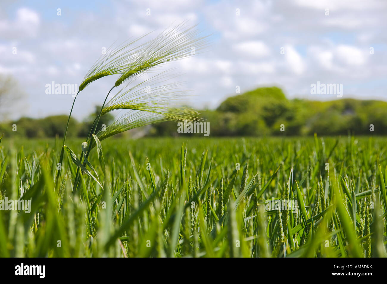 Wheat crop Stock Photo