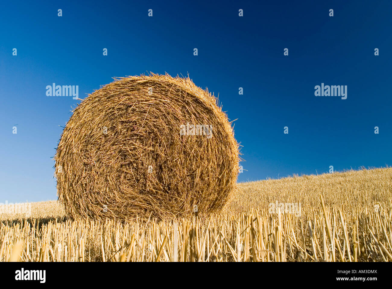 Straw Ball on the field Stock Photo - Alamy