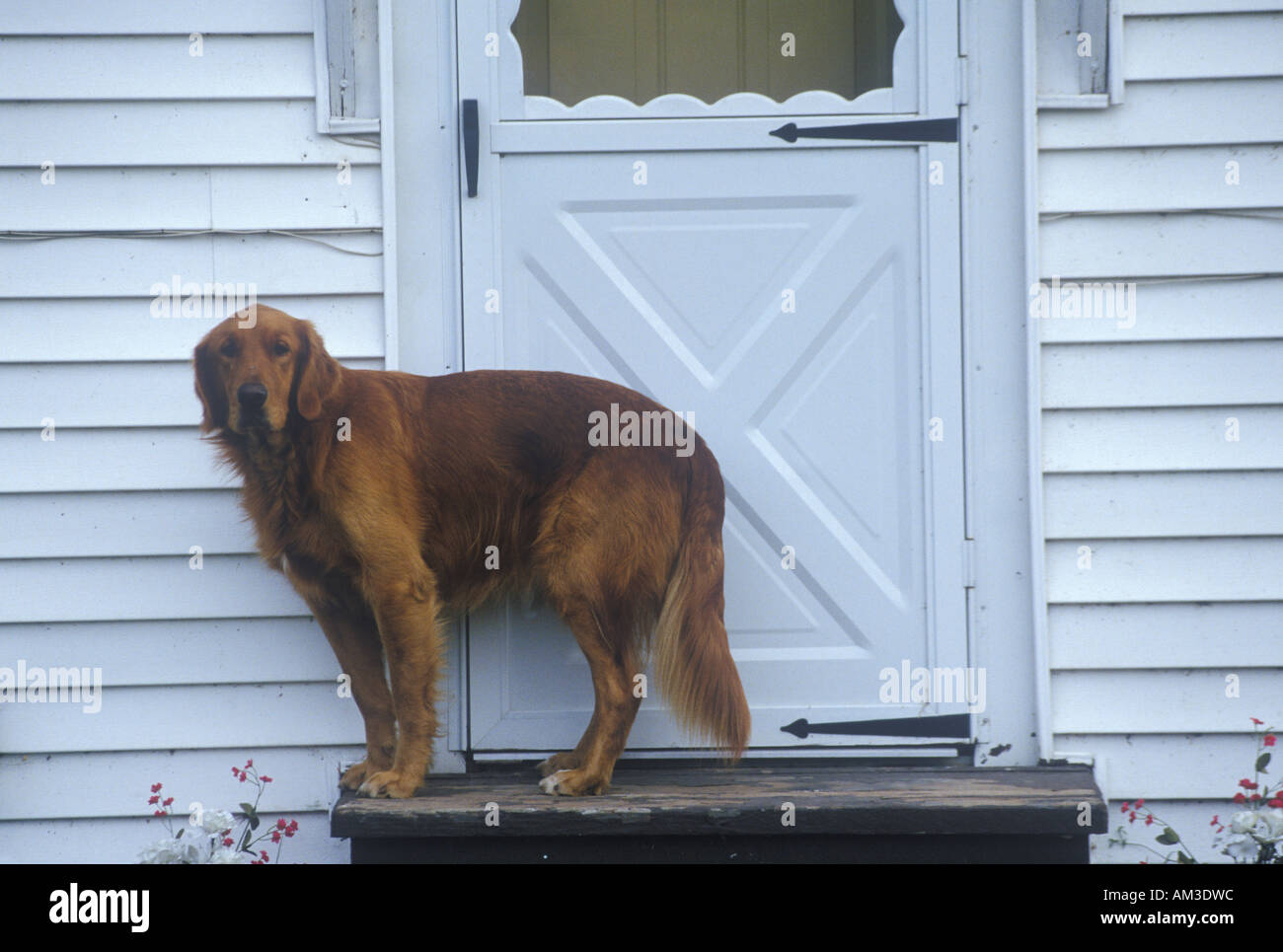 Dog standing at doorway of house Stock Photo Alamy