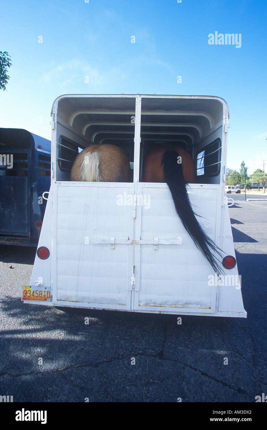 Horse rear end hi-res stock photography and images - Alamy