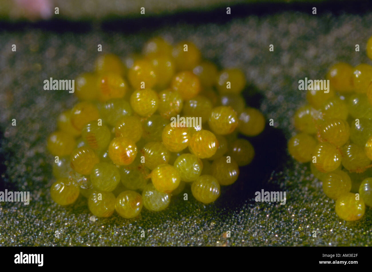 Common Polypody Fern, Polypodium vulgare. Spores closeup Stock Photo