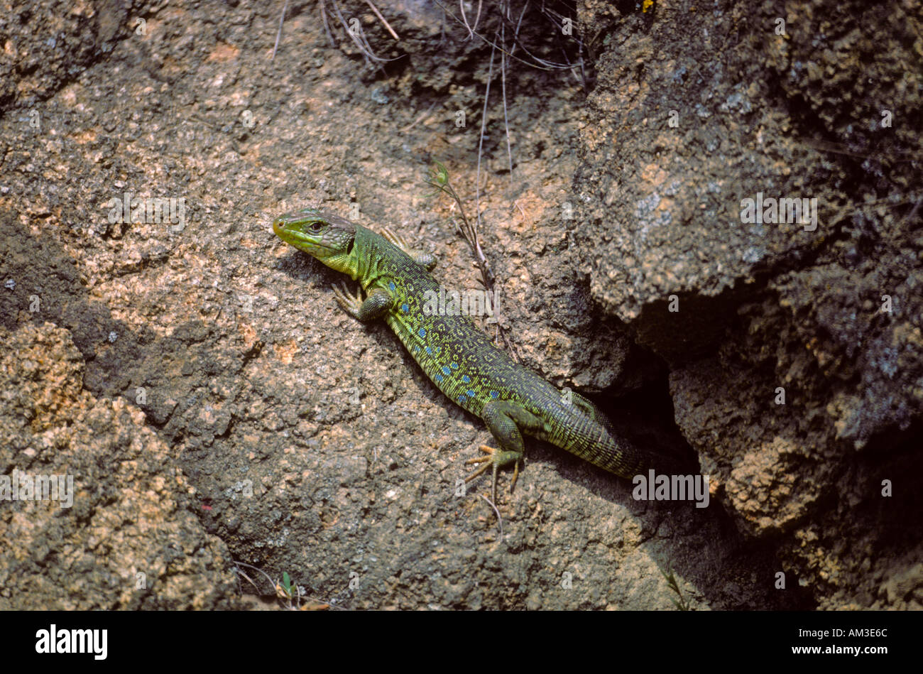 Ocellated Lizard, Timon lepidus. Sunbathing on rocky wall Stock Photo