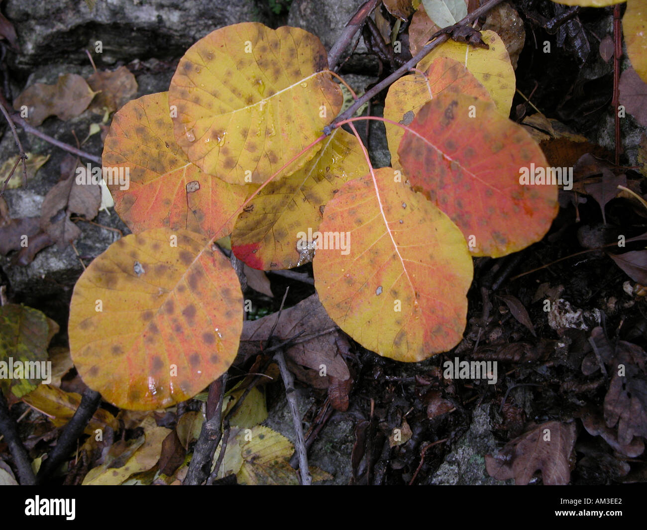 Decomposing leaves on ground hi-res stock photography and images - Alamy