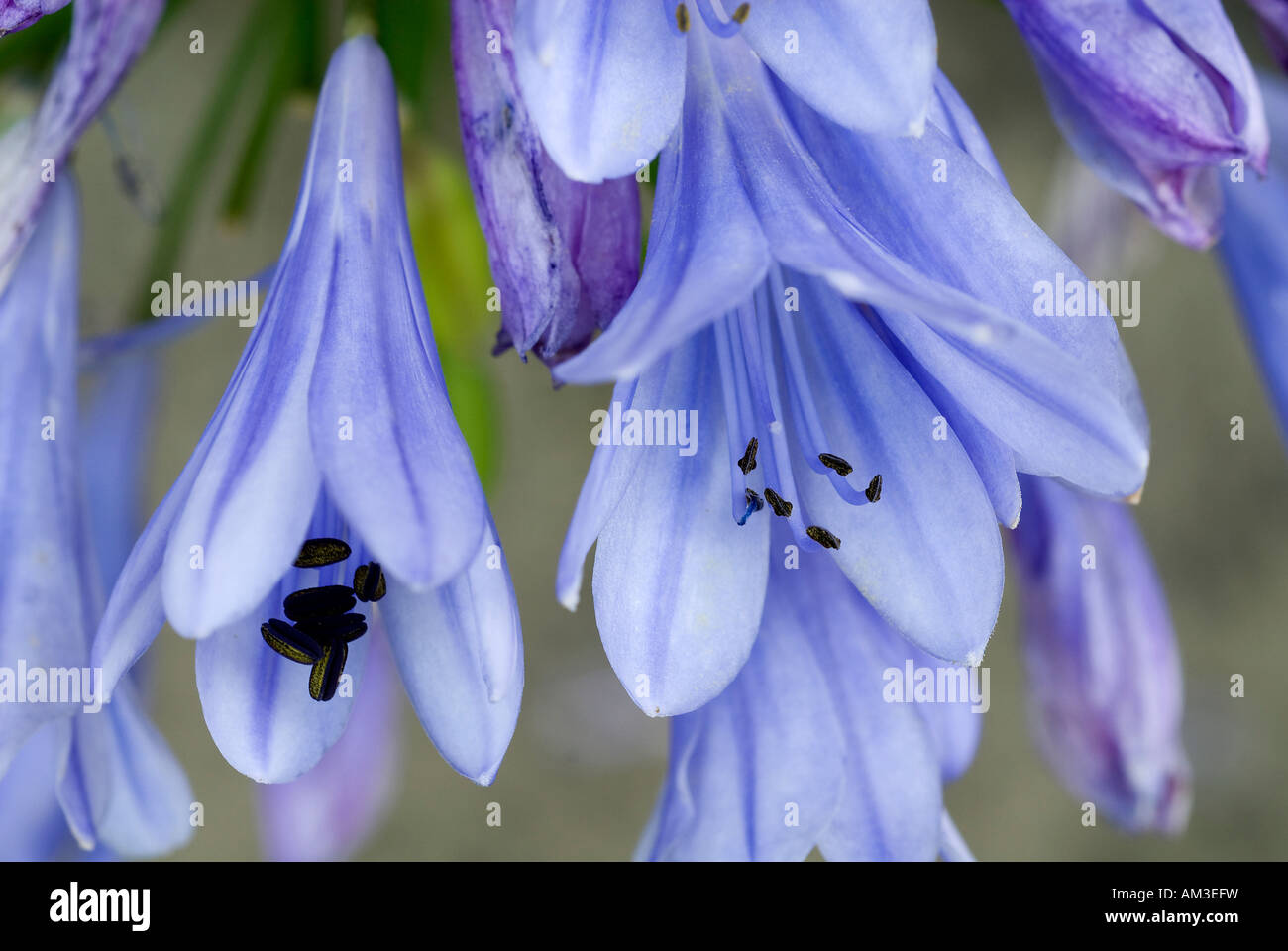 Lily (Agapanthus) Stock Photo