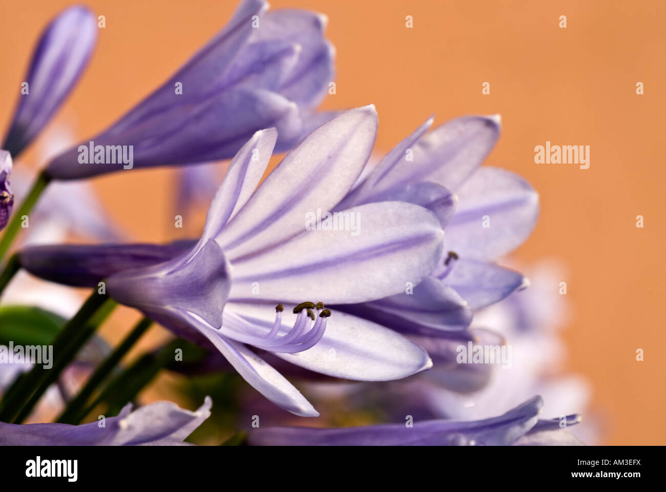 Lily (Agapanthus) Stock Photo