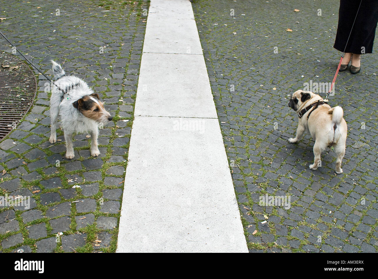 Parson Russell Terrier and pug on the leash Stock Photo