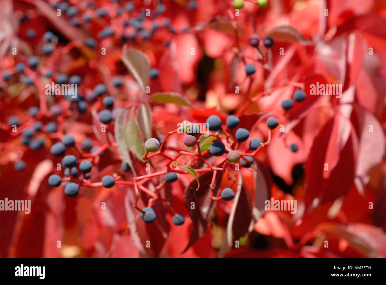 Virginia creeper (Parthenocissus quinquefolia) Stock Photo
