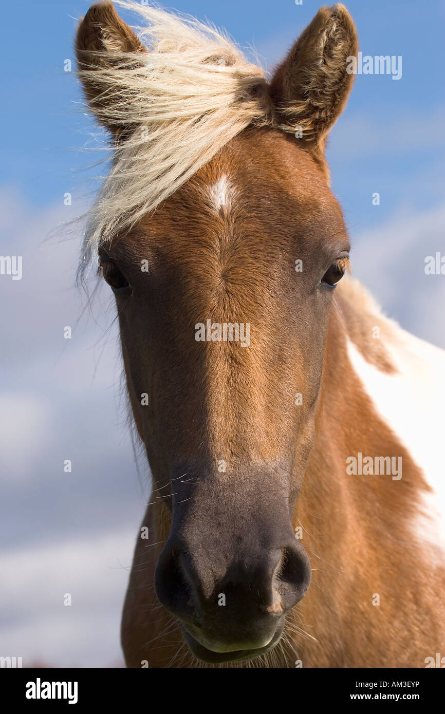 Dartmoor pony Stock Photo