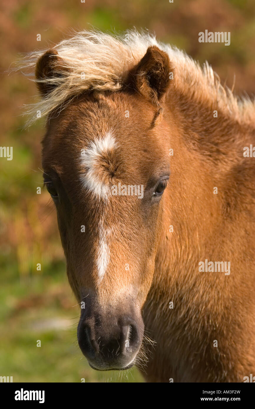 Dartmoor pony Stock Photo