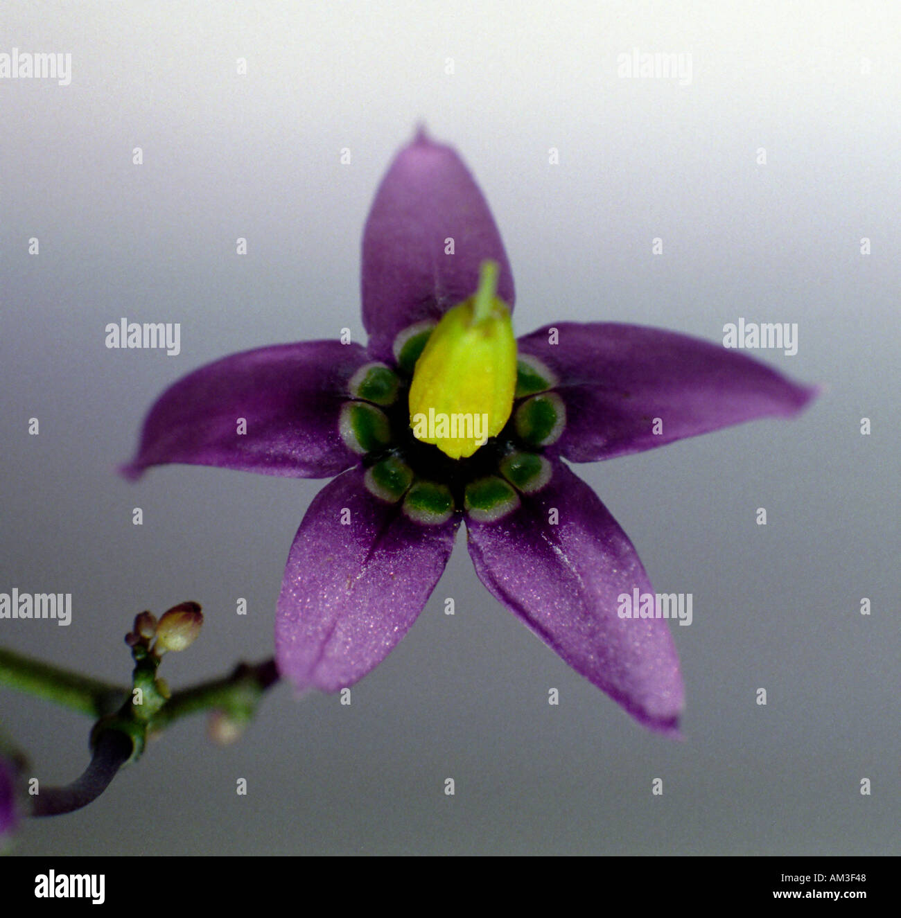 woody nightshade flower Stock Photo Alamy