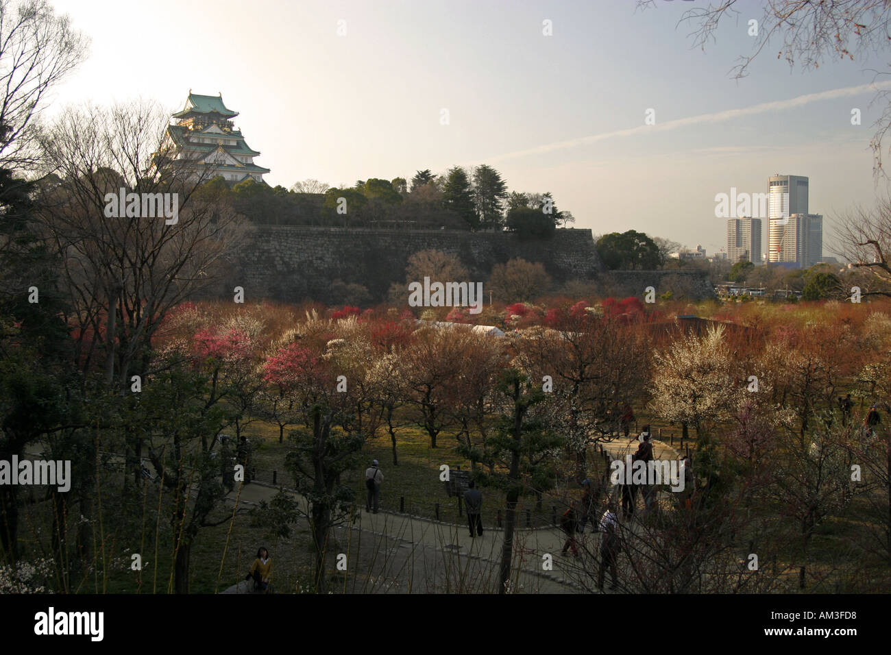 Osaka Jo Castle at sunset with plum blossoms in the foreground, Osaka castle park, Kansai Japan Asia Stock Photo