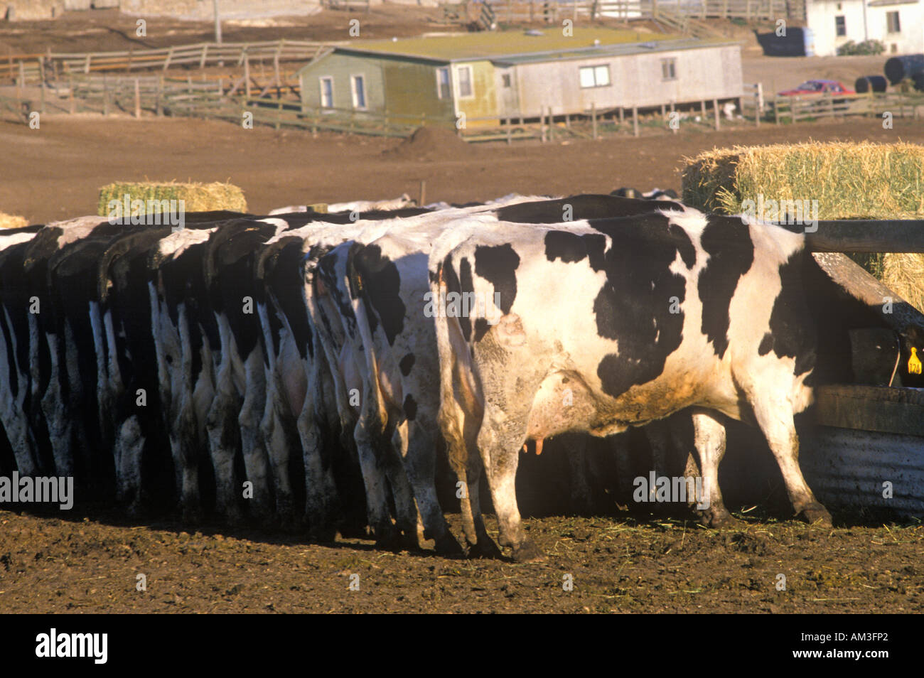Dairy farm at feeding time Point Reyes CA Stock Photo Alamy