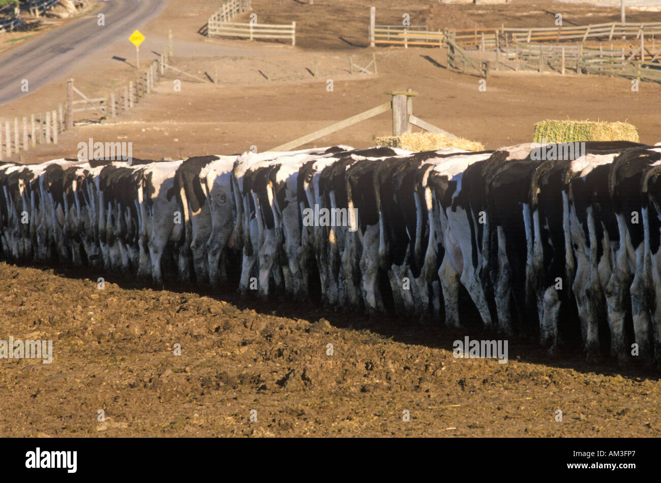 Dairy farm at feeding time Point Reyes CA Stock Photo Alamy