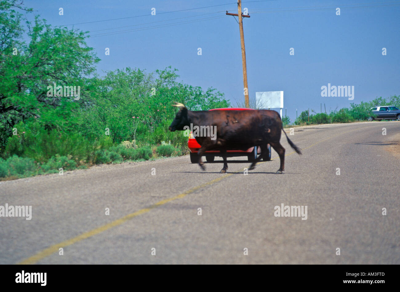 Bull crossing road in front of car Oracle AZ Stock Photo - Alamy