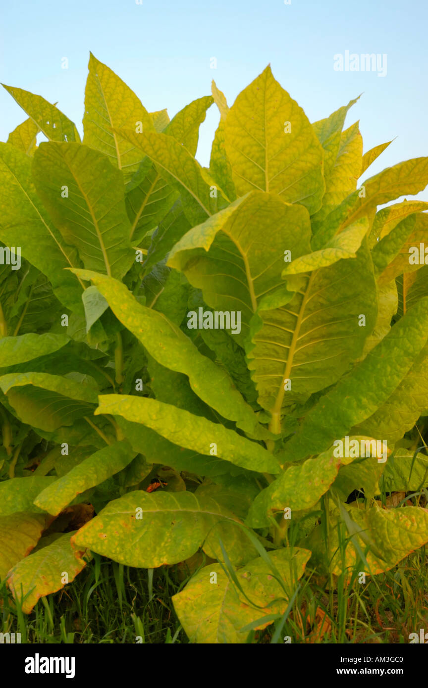 Burley tobacco plants ripening in the fields and nearly ready for harvest  in the Bluegrass area of Kentucky USA Stock Photo