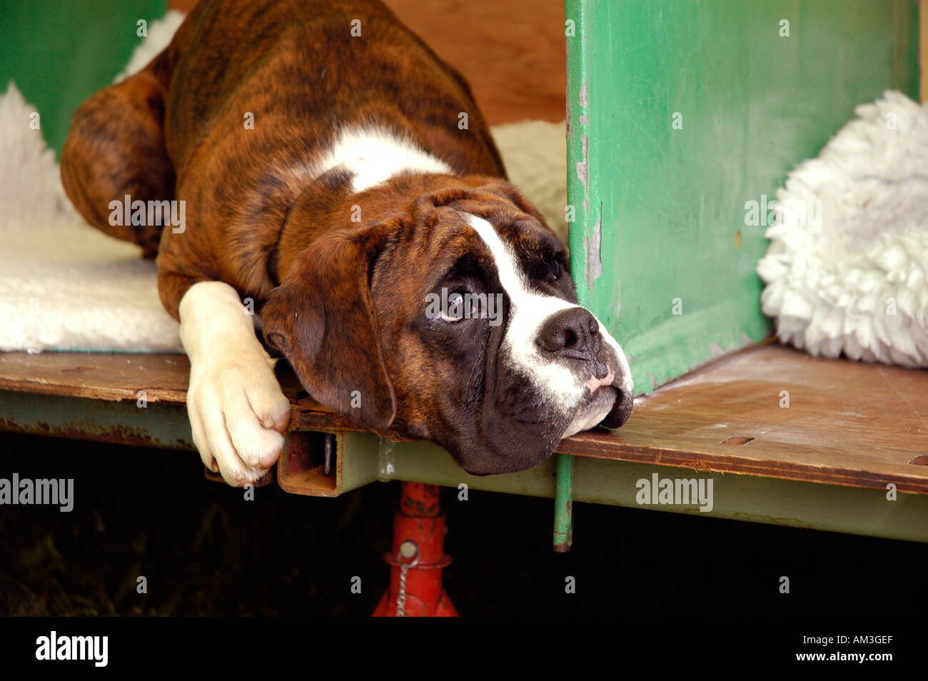 boxer dog Scottish Kennel Club Show Edinburgh Stock Photo: 4941038 ...