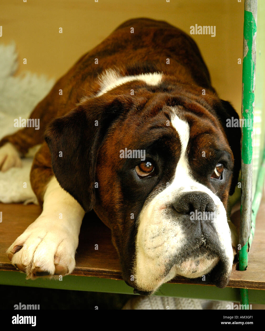 boxer dog Scottish Kennel Club Show Edinburgh Stock Photo - Alamy