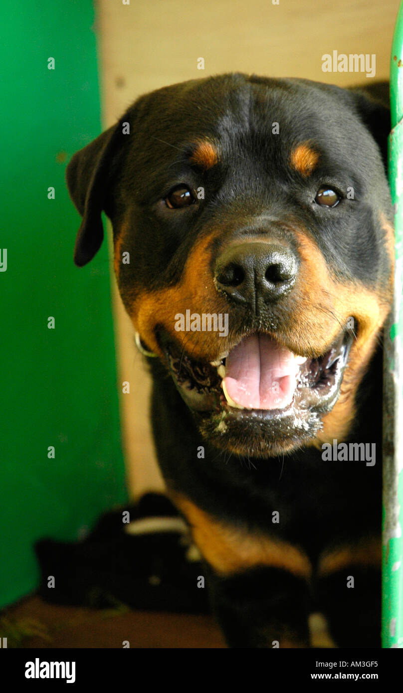 Scottish kennel club show hires stock photography and images Alamy