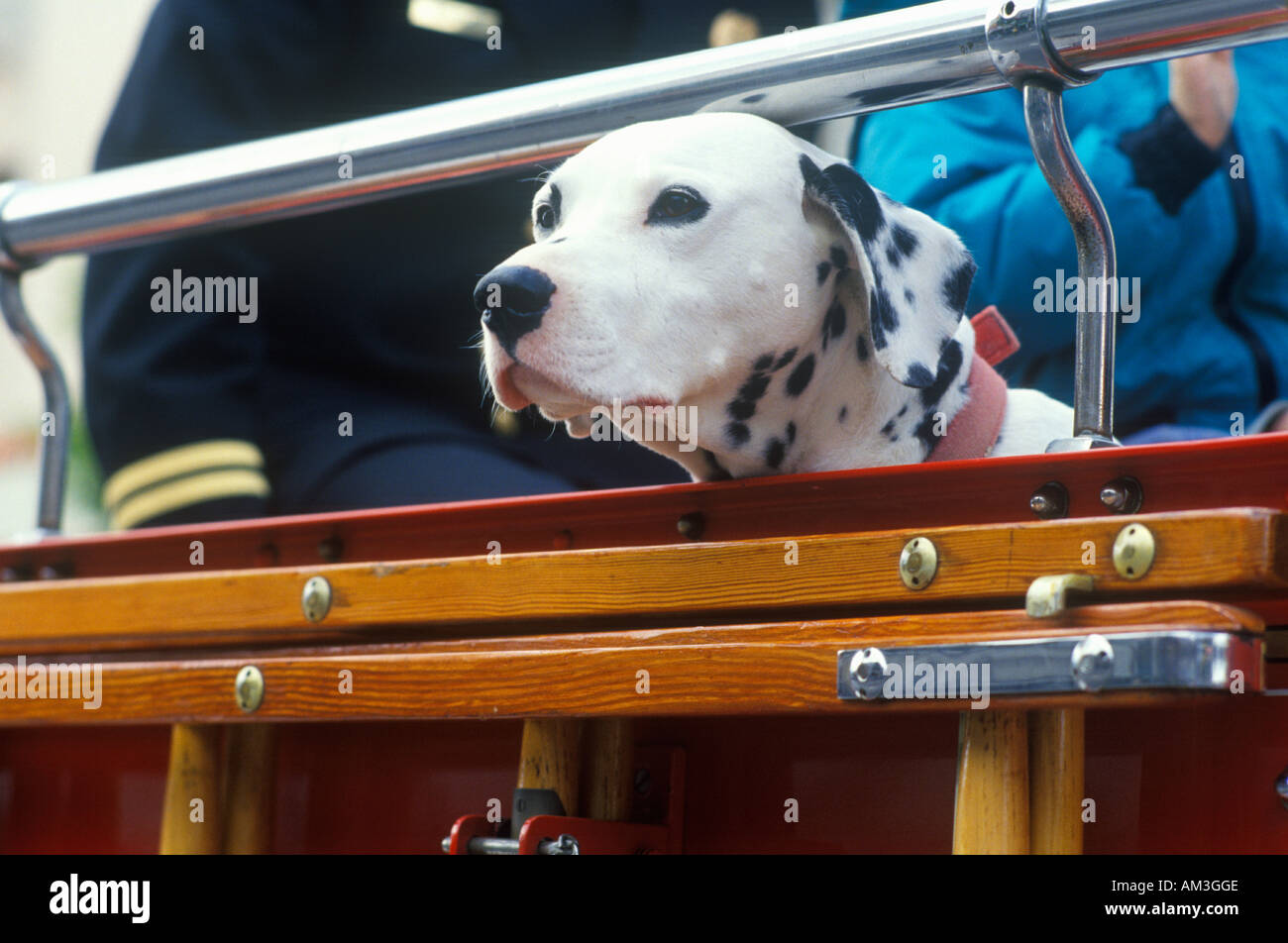 Dalmatian in fire truck Los Angeles CA Stock Photo