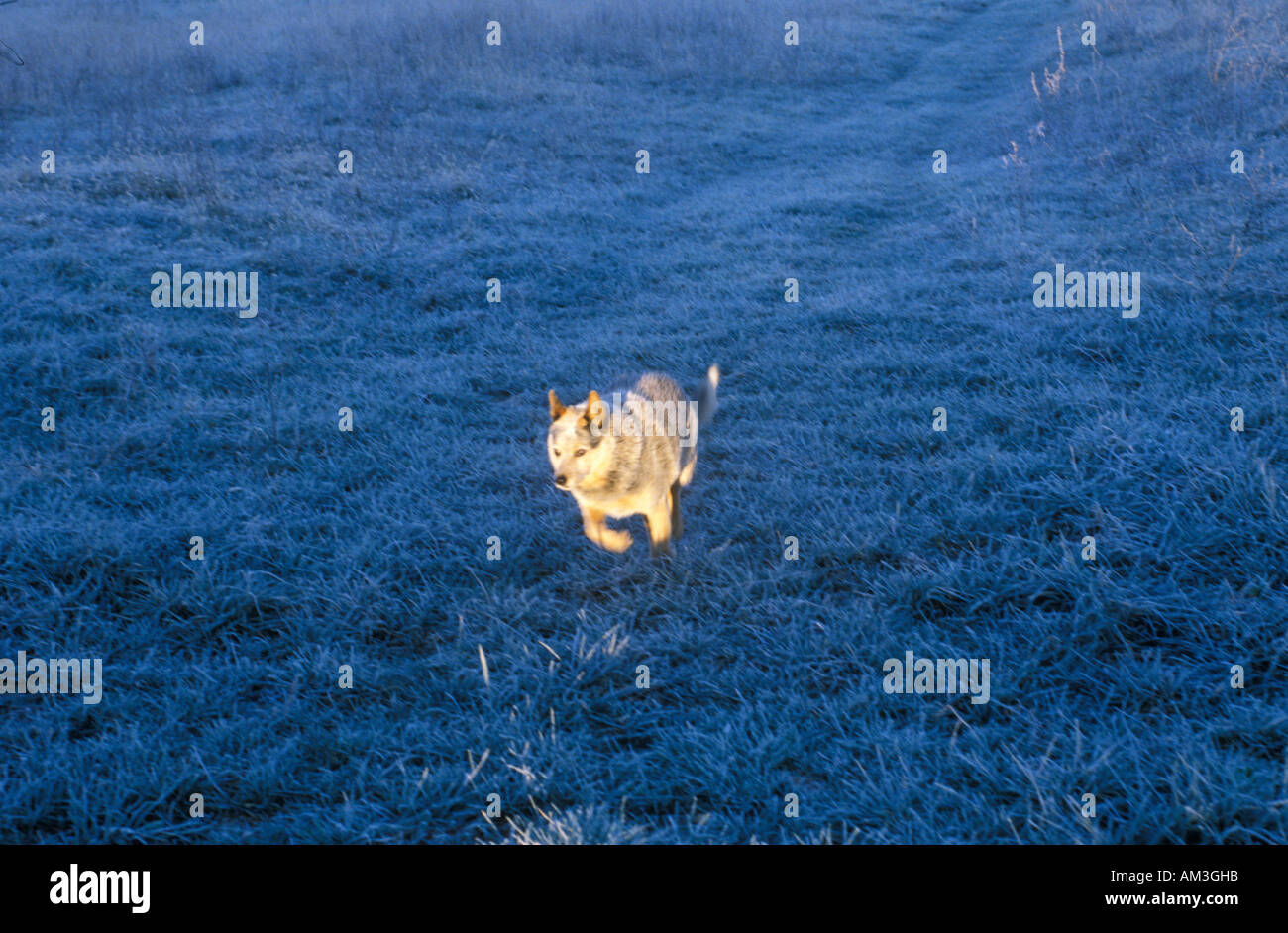 Dog running in field Stock Photo