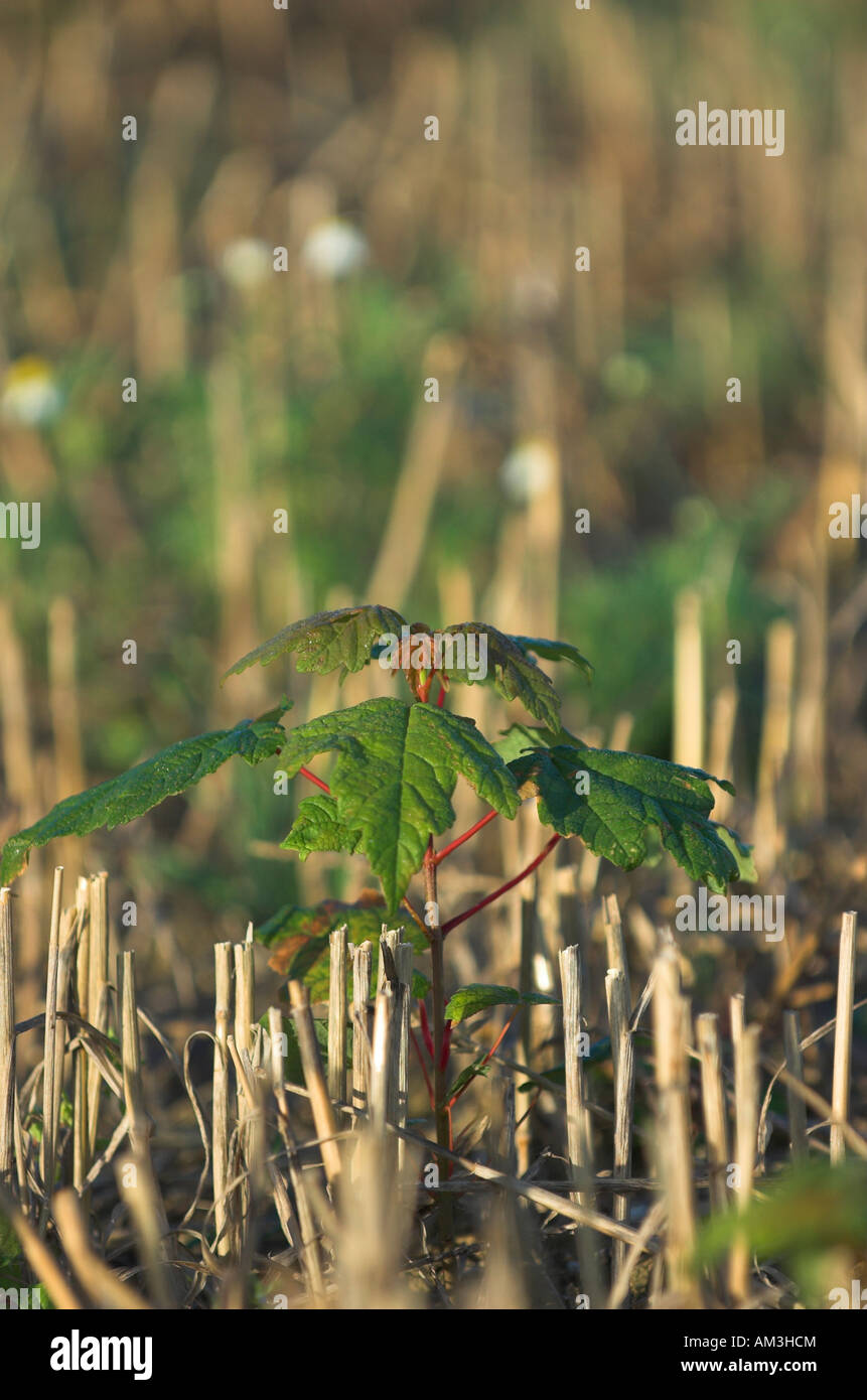 Sycamore sapling growing in stubble Stock Photo