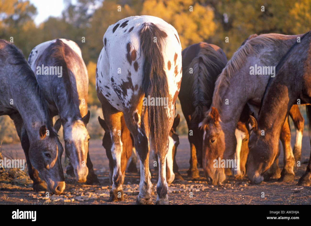 Ponies grazing Taos MN Stock Photo