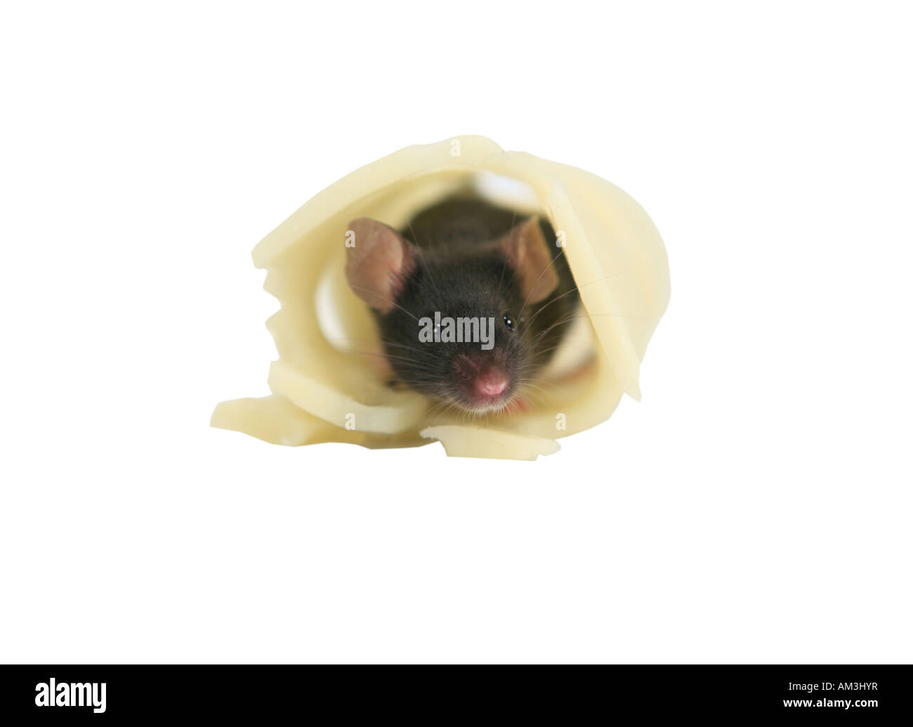 Mouse eating swiss cheese hires stock photography and images Alamy