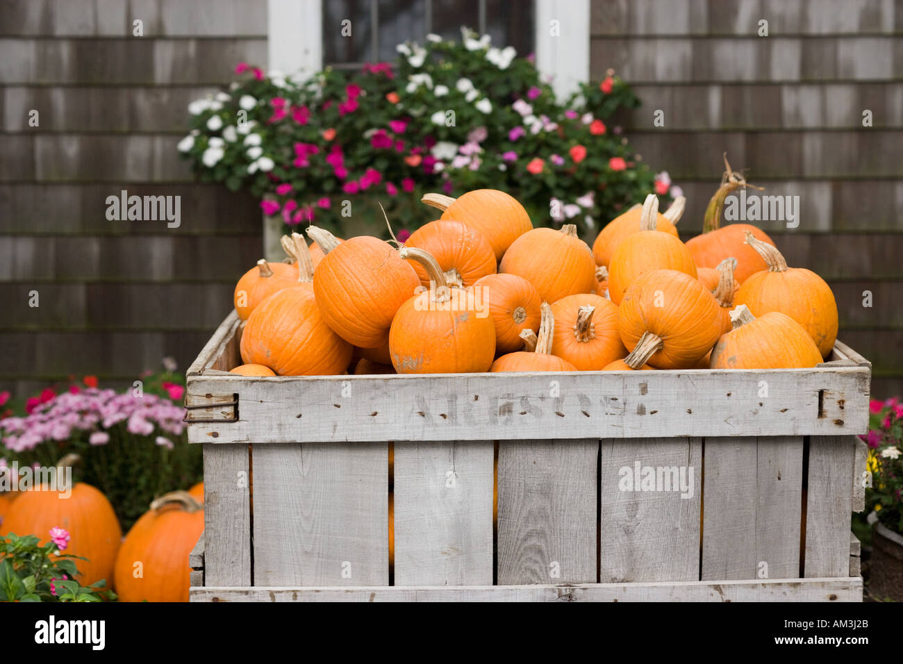 Pallet box full of pumpkins in outdoor farmers market Stock Photo - Alamy