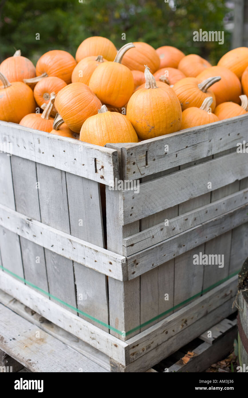 Pallet box full of pumpkins in outdoor farmers market Stock Photo - Alamy