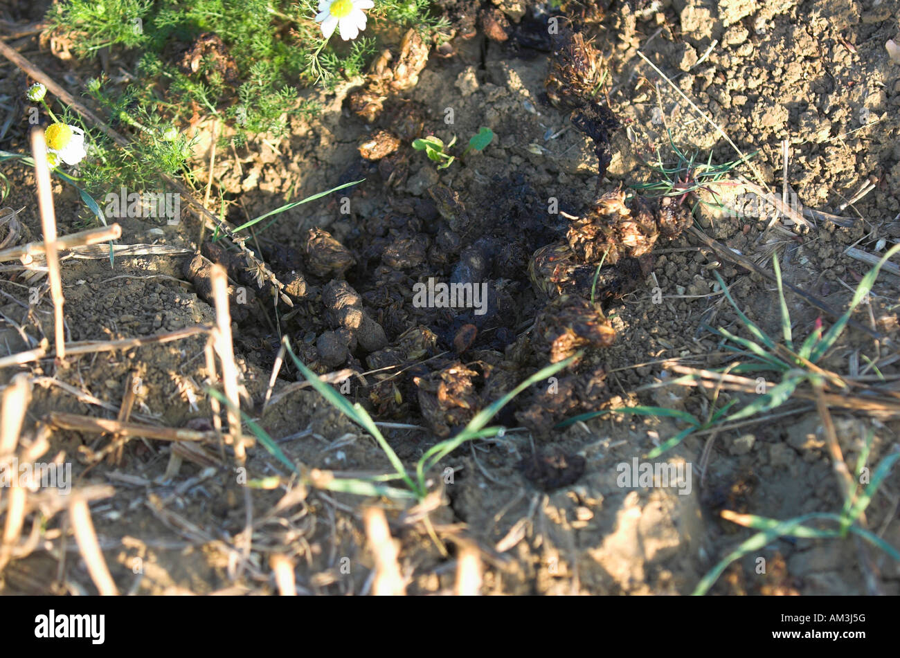 Badger latrine Stock Photo Alamy