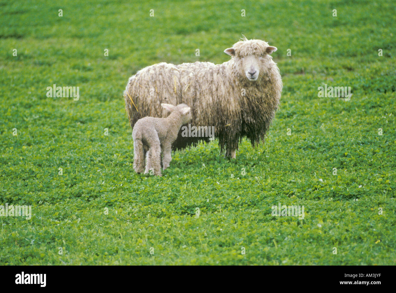 Sheep and lamb in farmyard Spring Stock Photo - Alamy