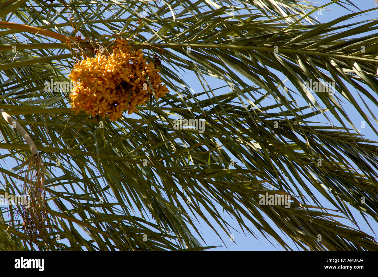 Seville the reales alcazares gardens date fruit on palm tree Stock Photo