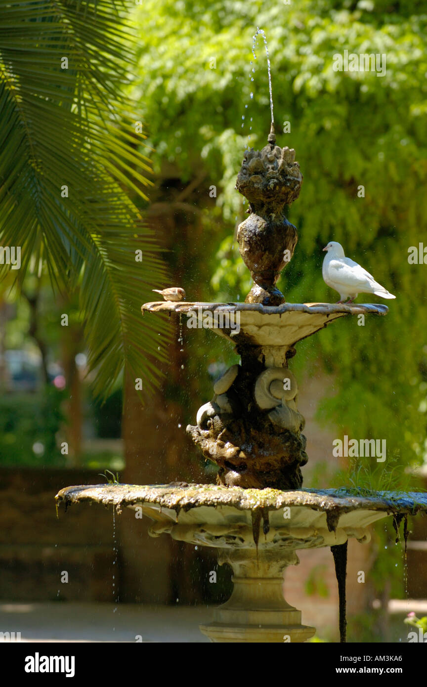 Birds drinking from a water fountain in Maria Luisa Park, Seville