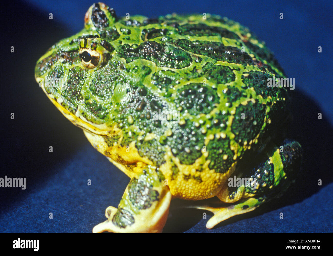 Usa close up close hi-res stock photography and images - Alamy